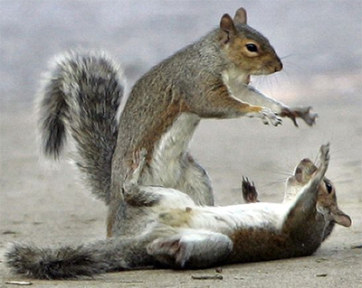 funny photos of animals. Squirrels Funny Animals